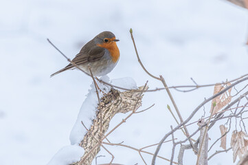 rudzik zwyczajny (Erithacus rubecula) podczas zimy