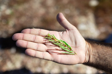 Salicornia de C&aacute;diz 