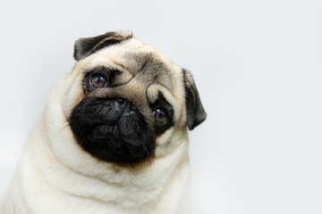 Cute and adorable pug dog looking at camera. Isolated on white background