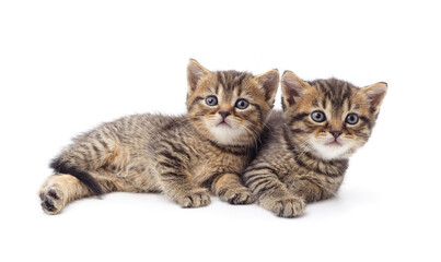 Obraz premium Two little different kittens sitting.