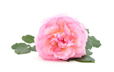 Beautiful pink roses.