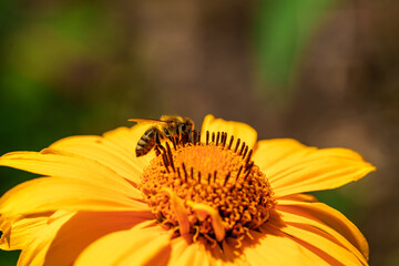 A bee pollinating a yellow flower, highlighting natures beauty and the ecosystem in action