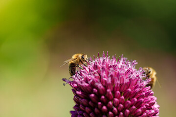 A honeybee is gathering nectar from a blooming purple flower in a beautiful outdoor setting