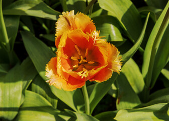 Large, showy, exotic, brightly colored blooming tulip