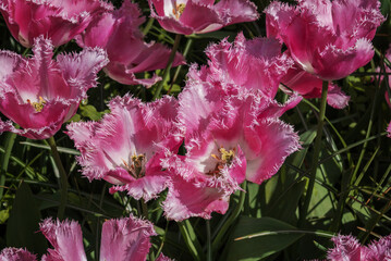 Exotic pink blooming tulips in a park. Spring landscape