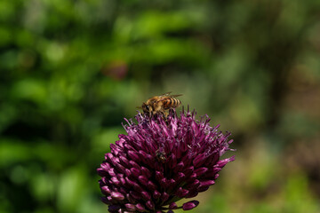 A honeybee is gathering nectar from a blooming purple flower in a beautiful outdoor setting