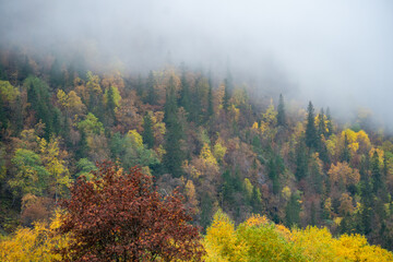 Misty Autumn Forest in Rjukan, Norway