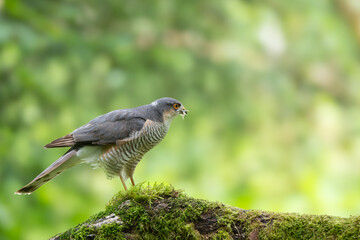Eurasian Sparrowhawk,Accipiter nisus, perched on a moss covered branch