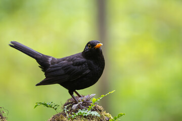 Eurasian blackbird, Turdus merula, perched on a dead tree stump