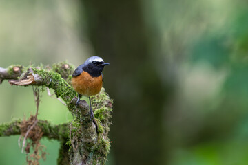 Common male Redstart, Phoenicurus phoenicurus, perched on a moss covered branch