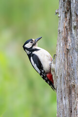 Female Great spotted woodpecker, Dendrocopos major, climbing a tree stump