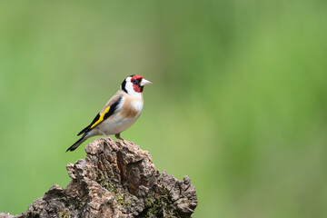 Male Goldfinch, Carduelis carduelis, perched on a dead tree stump