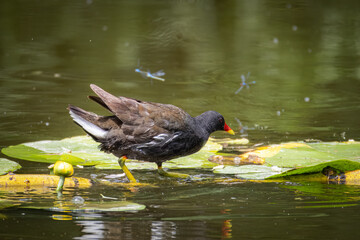 An adult common moorhen stands in the water with green leaves on a sunny summer day.