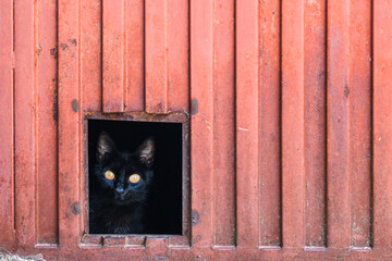 Black Cat Looking Out of a Small Door Opening