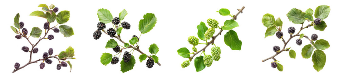 Mulberry branches fresh berry foliage transparent background