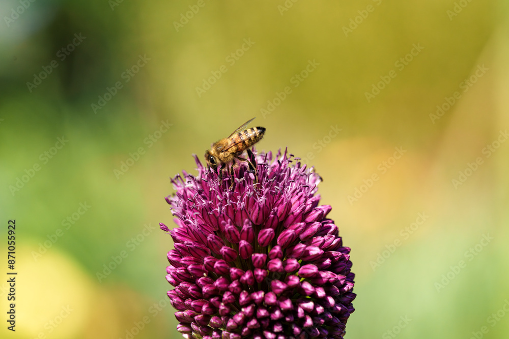 Wall mural a honeybee is gathering nectar from a blooming purple flower in a beautiful outdoor setting