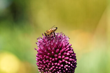 A honeybee is gathering nectar from a blooming purple flower in a beautiful outdoor setting