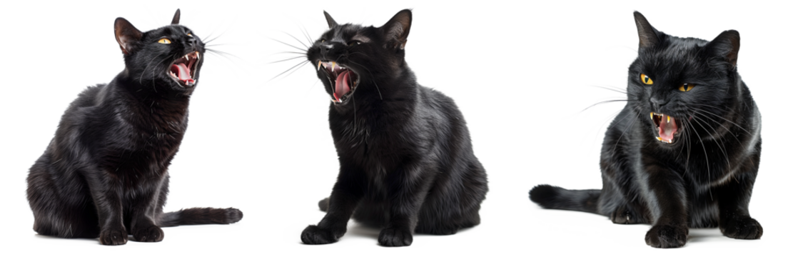 Angry black cats with open mouths showing teeth halloween concept transparent background