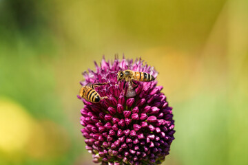 A honeybee is gathering nectar from a blooming purple flower in a beautiful outdoor setting