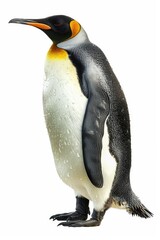 Fototapeta premium Penguin on white surface