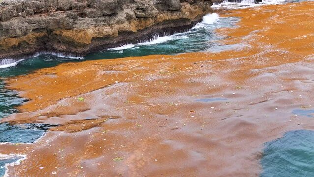 A lot of sargassum seaweed and garbage in the sea water near the rocky shore