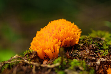 Vibrant orange coral fungus can be found on a forest floor, adding beauty to the environment