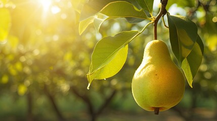 shot orchard pear background