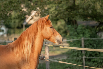 chestnut icelandic horse with beautiful mane and red coat animal equine © PIC by Femke