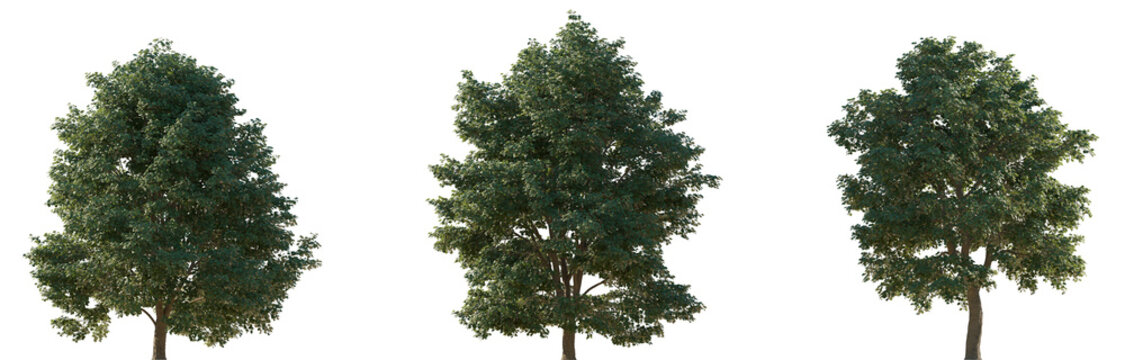 Set of 3 Tilia tomentosa (silver linden in the US and silver lime in the UK) frontal set street trees isolated png in sunny daylight on a transparent background perfectly cutout