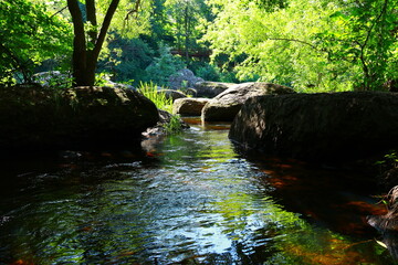 Fototapeta premium river in the forest