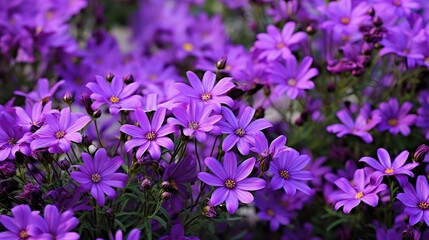 Fototapeta premium wisteria purple flowers