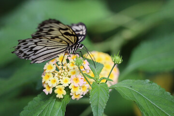 Tropical butterflies on the flower