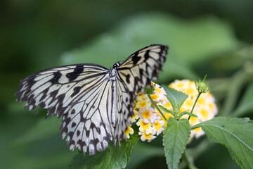 Tropical butterflies on the flower