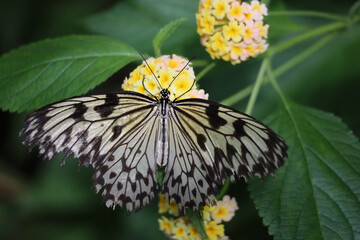 Tropical butterflies on the flower