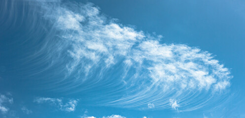 Snowy cirrus dots high in the blue sky, with the fall streaks curved by different wind speeds. Latin name: Cirrus floccus virga.