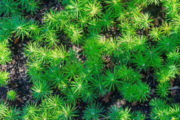 Upper view of bright green fir seedlings (Abies) in a seedbed on a tree nursery.