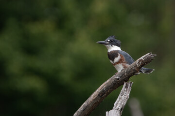 Belted Kingfisher perched above a lake in North Carolina