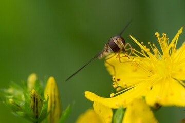 Sphaerophoria scripta , bzyg długi. © Andrzej