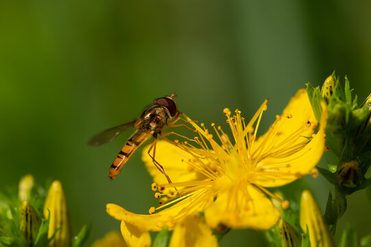 Sphaerophoria scripta , bzyg długi.