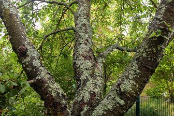 Lichen on the trunk and branches of a tree is a gardening problem. Lichen on the bark of a cherry tree