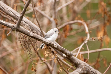 flycatcher chick in NC