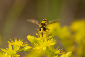 Sphaerophoria scripta , bzyg długi. © Andrzej