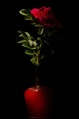 Kwiaty polne, bukiet kwitów polnych © Andrzej