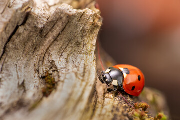Biedronka siedmiokropka, boża krówka (Coccinella septempunctata) © Andrzej