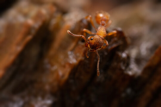 Podziemnica zwyczajna (Lasius flavus)