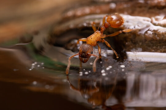Podziemnica zwyczajna (Lasius flavus)