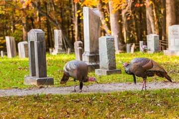 Two wild turkeys feeding in the graveyard adjacent to a Baptist church in the Smoky mountain National Park © Bob