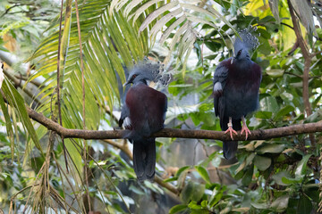 Victoria crowned pigeon on the branch in a zoo