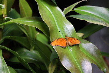 Julia Heliconian Butterfly on the leaf