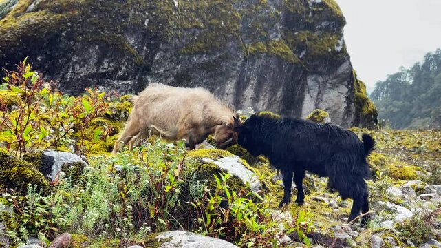 Funny young goatling butting heads during heavy rainy day do not notice falling water and absorbed with fighting with mate. 4K video in High Himalayas mountains, Makalu Barun National Park, Nepal.